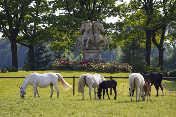 Charming equestrian property near Valkenswaard (Netherlands)